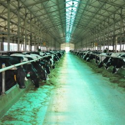Молочно-товарная ферма на 1995 голов КРС в Верхнем Косьмове