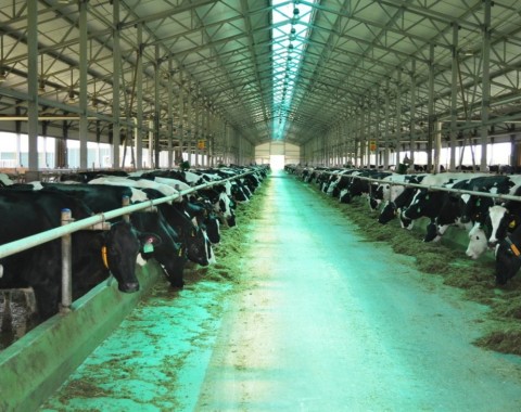 Молочно-товарная ферма на 1995 голов КРС в Верхнем Косьмове