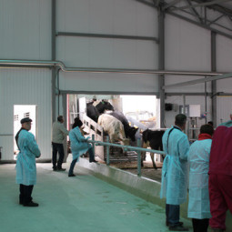Животноводческая ферма на 2400 голов дойного стада КРС д. Вторые Левые Ламки